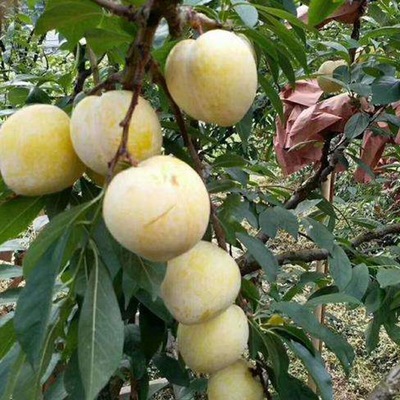 蔬菜水果 食用菌 糧油 花卉苗木 畜牧養(yǎng)殖 茶葉 中草藥 肥料種業(yè) 農(nóng)藥/原藥/殺菌劑 農(nóng)機農(nóng)具 漁業(yè) 加工機械 金屬絲網(wǎng)制品 生態(tài)農(nóng)業(yè) 包裝印刷_果樹苗木鋤禾日當午花卉苗木鋤禾日當午信息鋤禾日當午果樹苗木鋤禾日當午花卉苗木鋤禾日當午鋤禾日當午